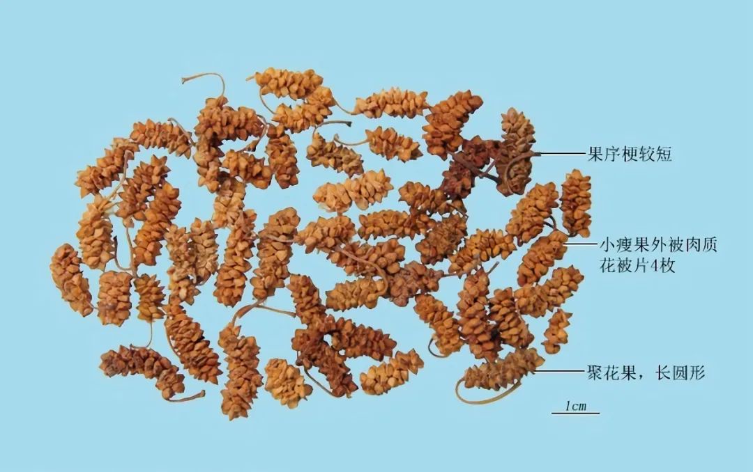 蔡泽 游说 说服范雎_蔡泽者燕人