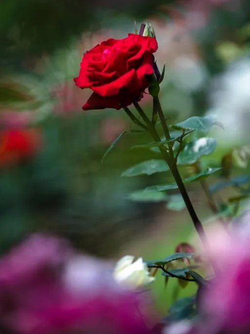 上海园博会_上海园博会在哪儿_上海园博会2010