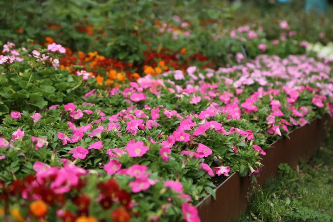 上海园博会_上海园博会在哪儿_上海园博会2010