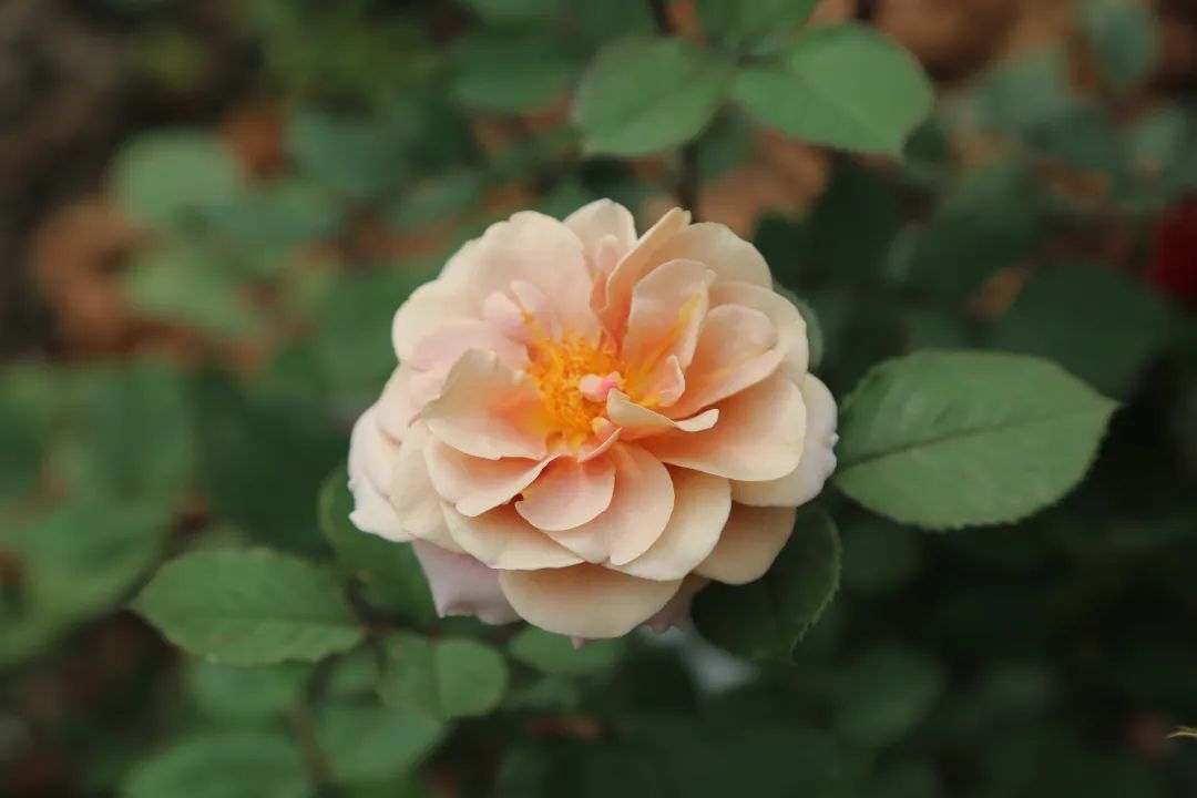 上海园博会_上海园博会2010_上海园博会在哪儿