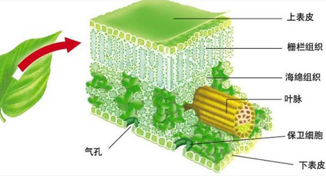 植物呼吸作用化学方程式_光合作用 呼吸作用反应式_植物光合作用化学方程式