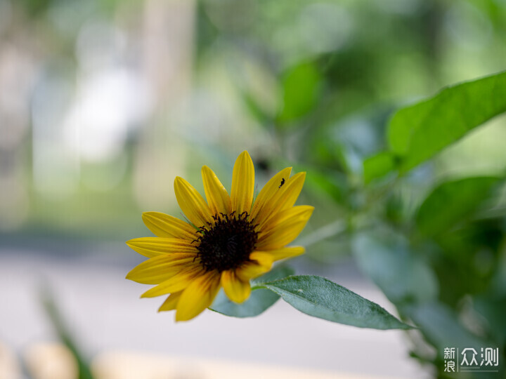 索尼ZV-E1相机体验，选卡、选镜头一文看全_新浪众测