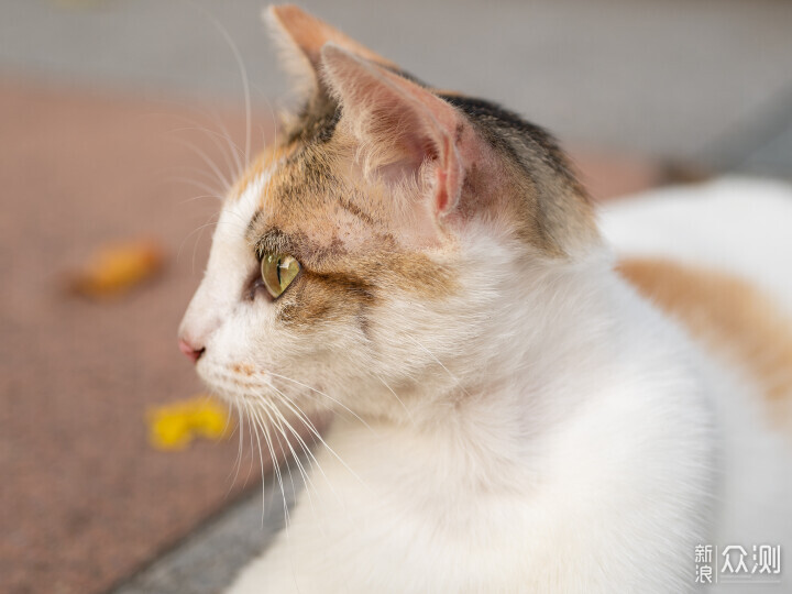 索尼ZV-E1相机体验，选卡、选镜头一文看全_新浪众测