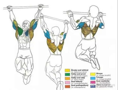 健身解剖词汇学习_健身入门词汇解释_健身手套怎么戴