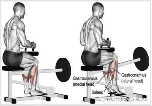 健身解剖词汇学习_健身手套怎么戴_健身入门词汇解释