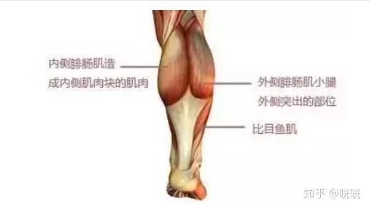 瘦腿训练方法_瘦腿操练视频_脂肪腿改善法