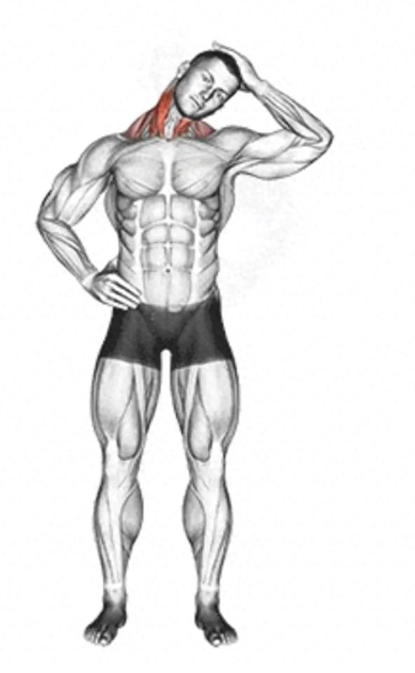 pg电子麻将胡了 运动后不知如何拉伸？这28 个全身拉筋动作，深度放松肌肉