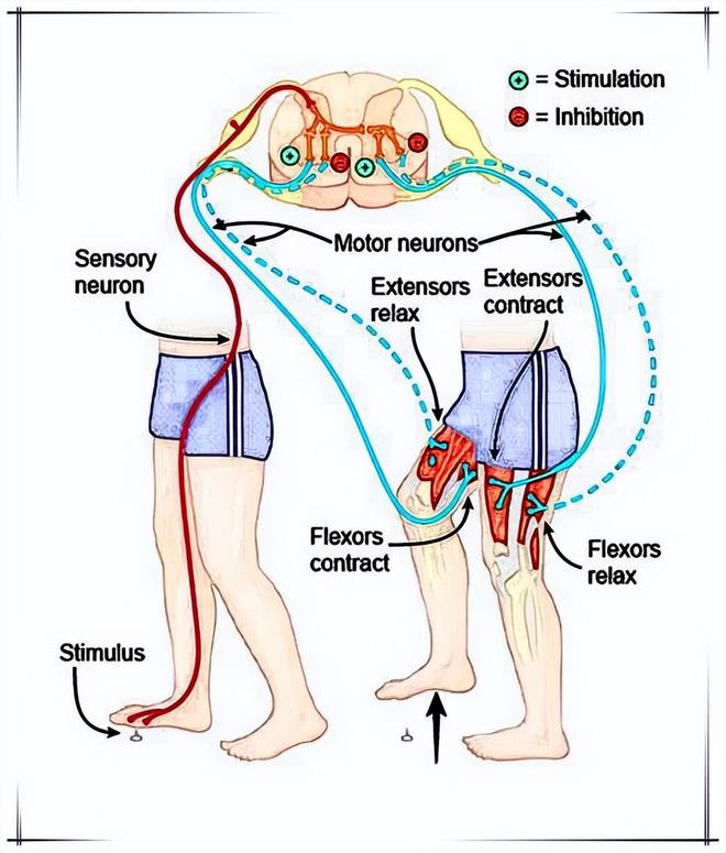 运动促进大脑发育_练腿提升认知能力_练肌肉是否影响身高