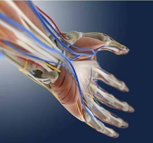 pg国际电子游戏app 健身训练时到底要不要带护腕？你可能真的不懂!