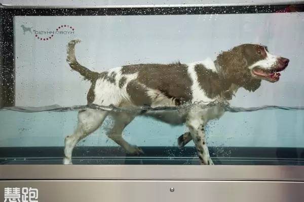 高端跑步机_跑步机 什么牌子好_家用跑步机