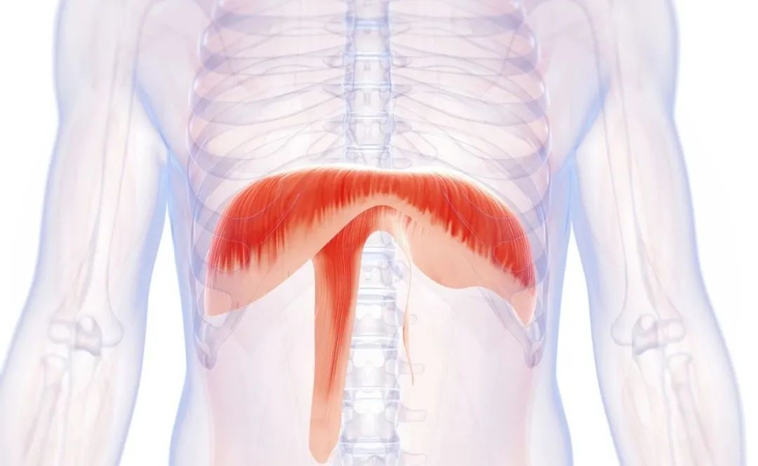 腹式呼吸好处_改善睡眠呼吸法_腹式呼吸法对提高注意力的好处